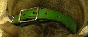 Reinforced leather dog collar